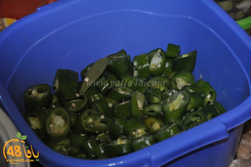 zaitooon nady islamy (7).JPG